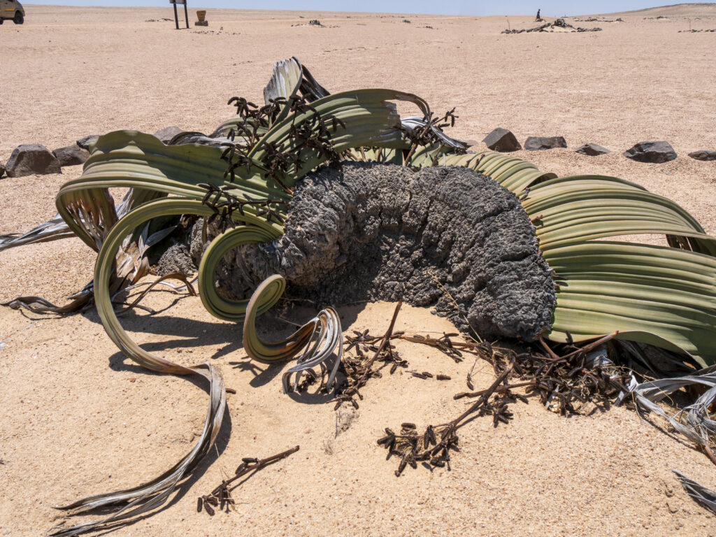 Welwitschia und weitere folgen