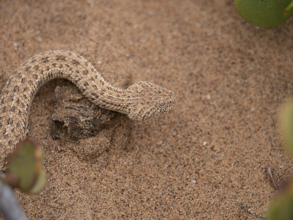 Zwergpuffotter (Sidewinder Snake)