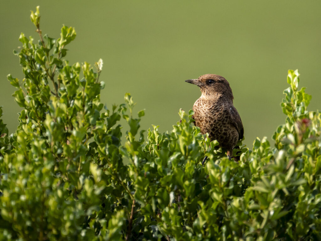 Karu-Lerche (Karoo Lark)