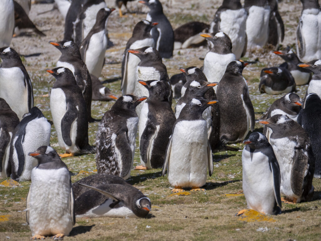 Gentoo Penguin (Eselspinguin)